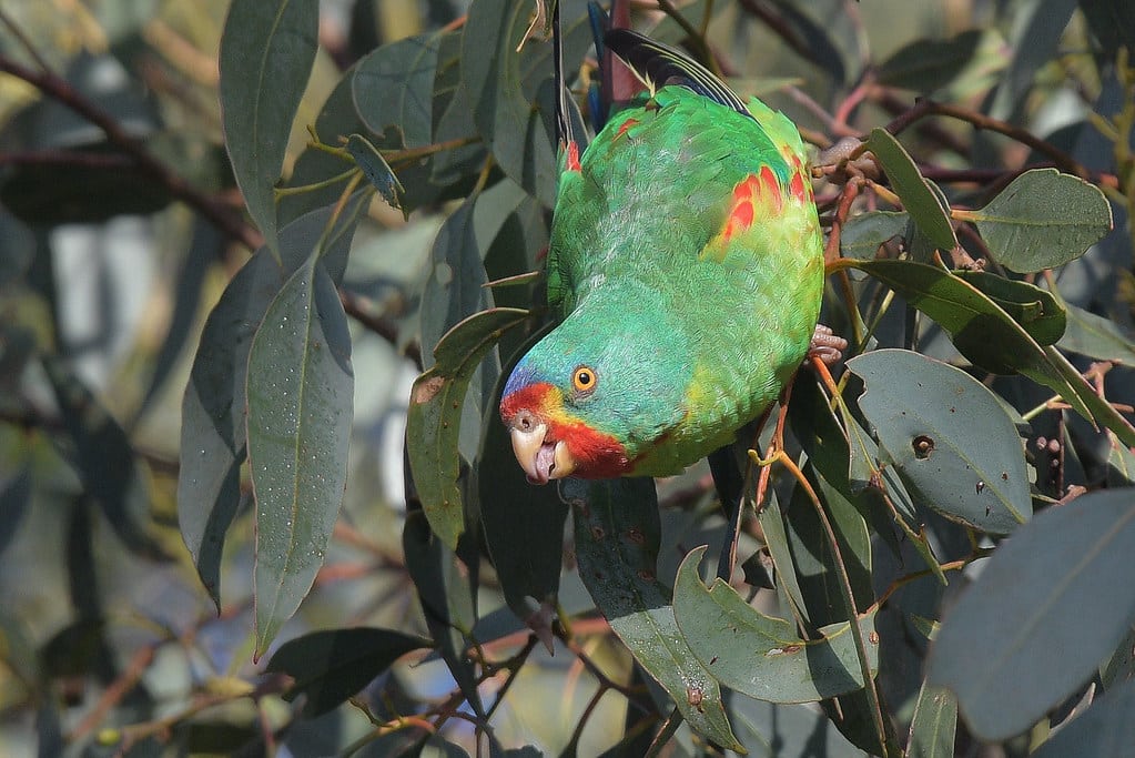Swift Parrot