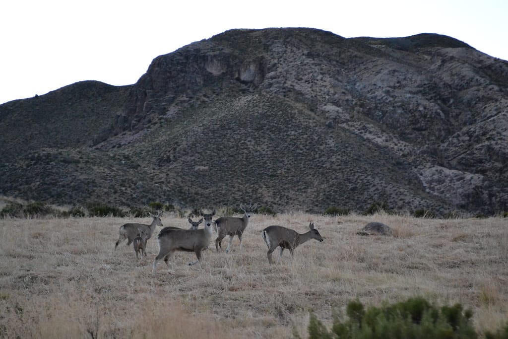 Taruca (North Andean Deer)