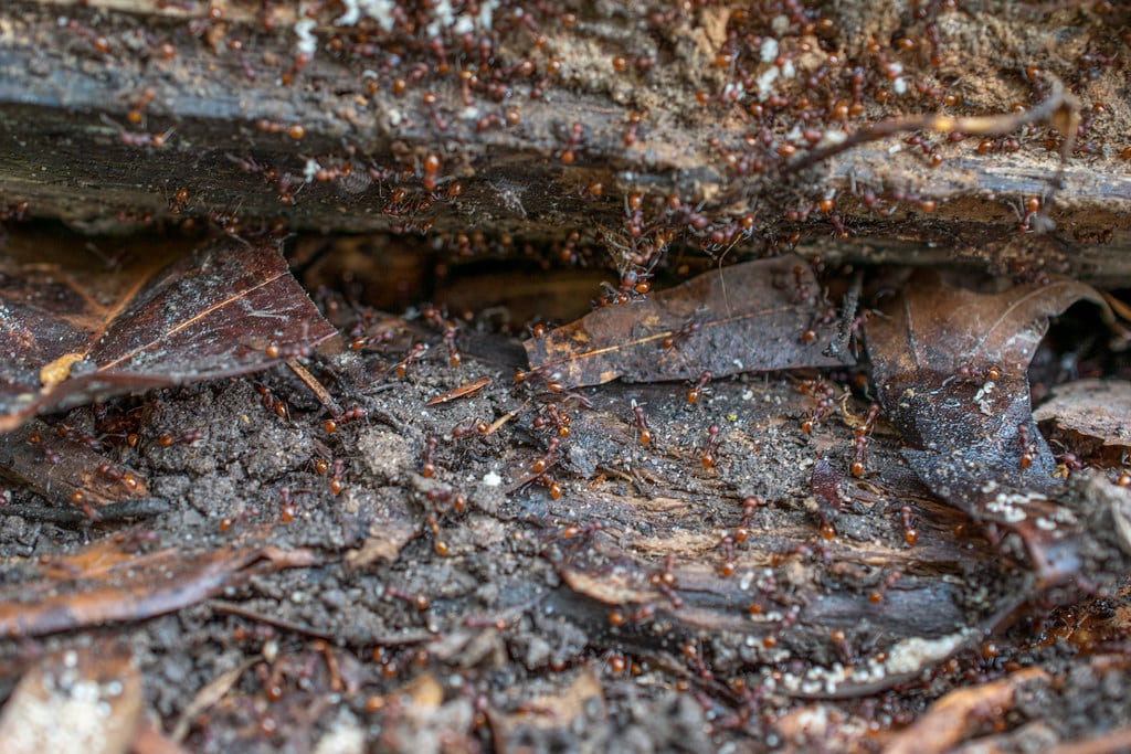 Tennessee Thread-Waisted Ant