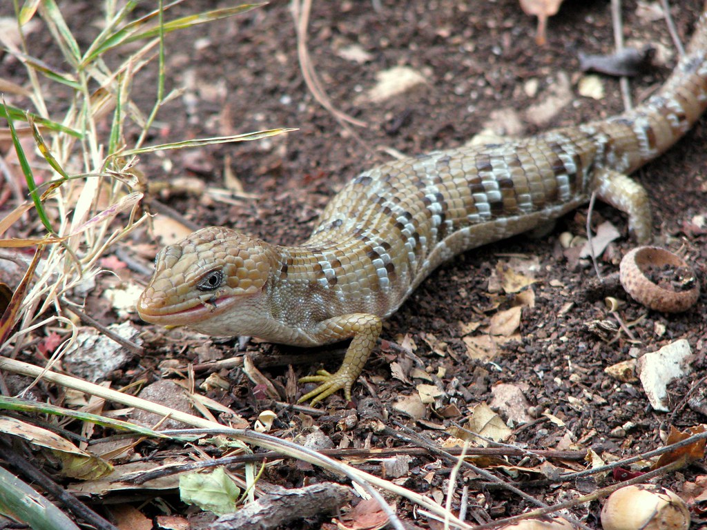 Texas Alligator Lizard