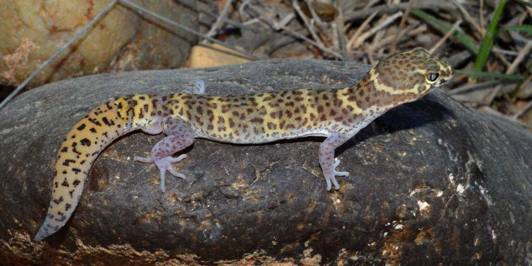 Texas Banded Gecko