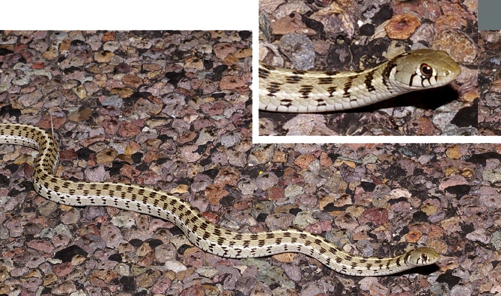 Texas Garter Snake - Types of Snakes in Texas