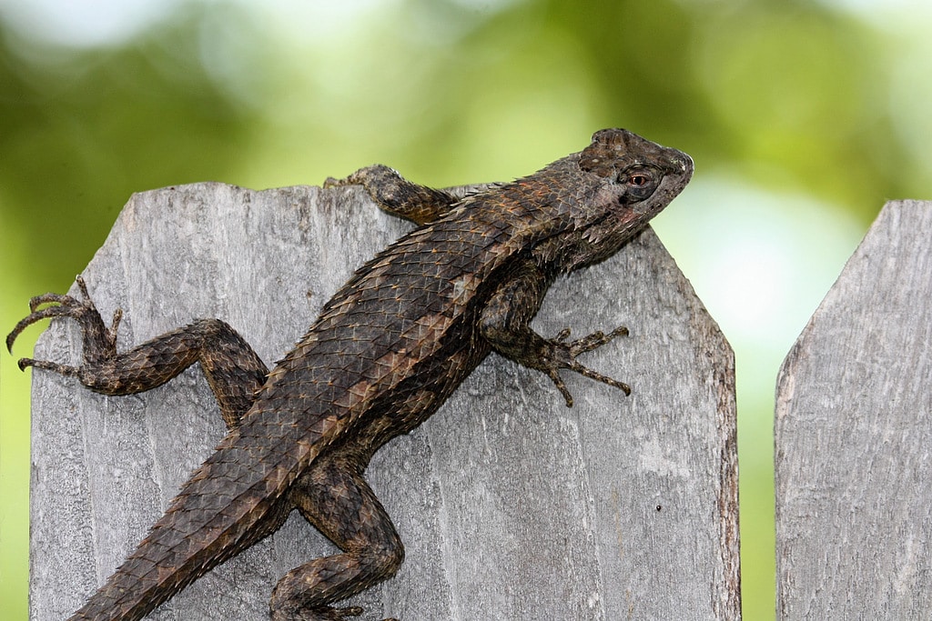 Texas Spiny Lizard