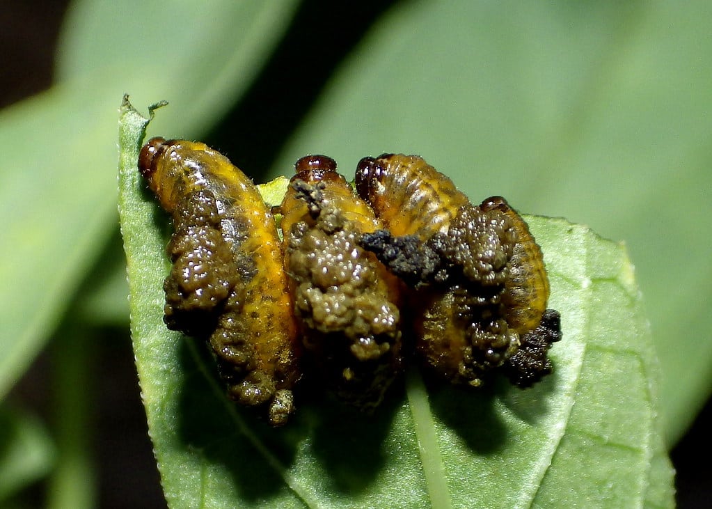 Three-lined Potato Beetle