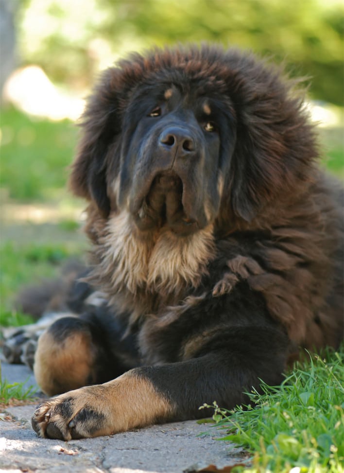 Tibetan Mastiff - Chinese Dog Breeds
