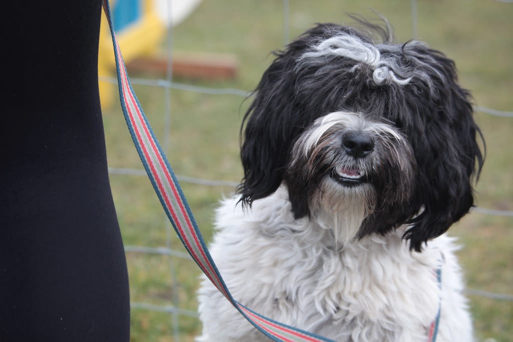 Tibetan Terrier - Chinese Dog Breeds