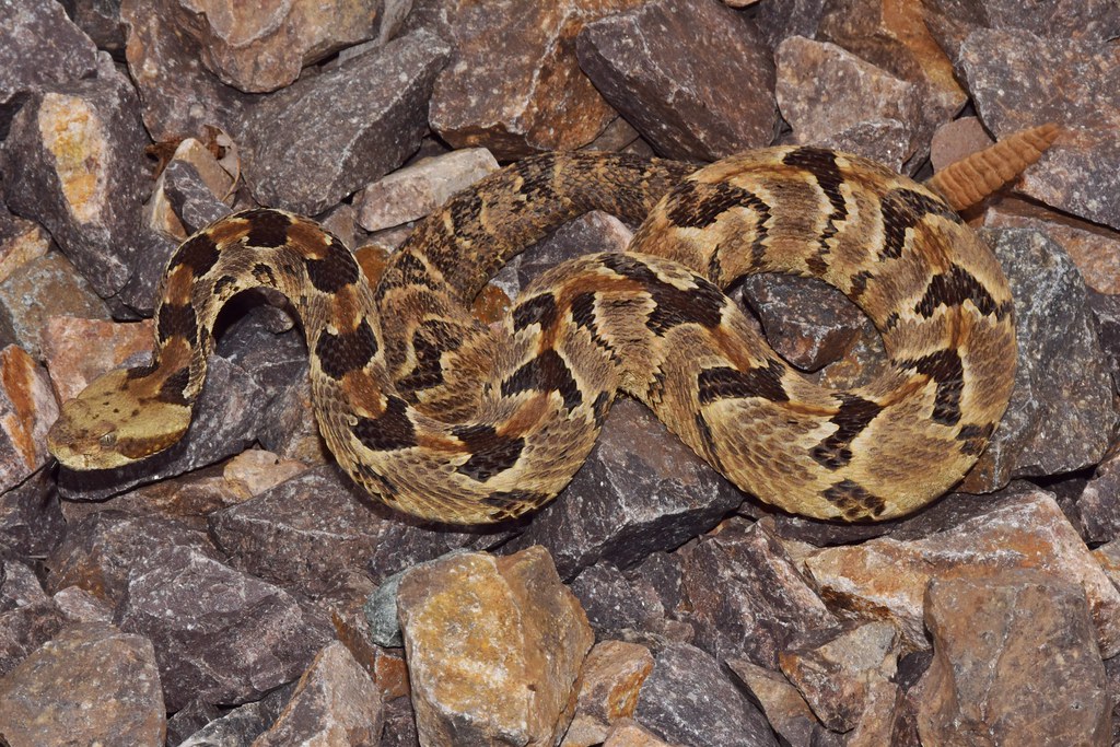 Timber Rattlesnake - Types of Snakes in Canada