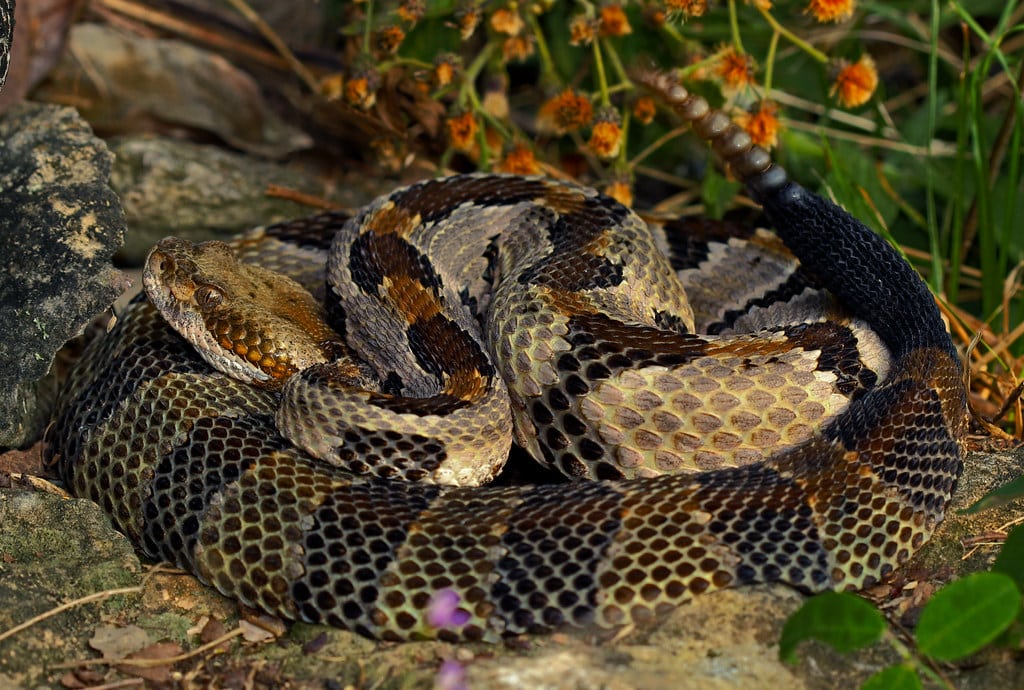 Timber Rattlesnake - Types of Snakes in Iowa