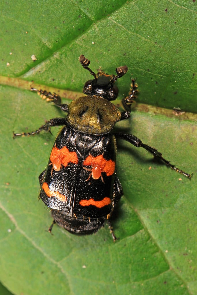 Tomentose Burying Beetle