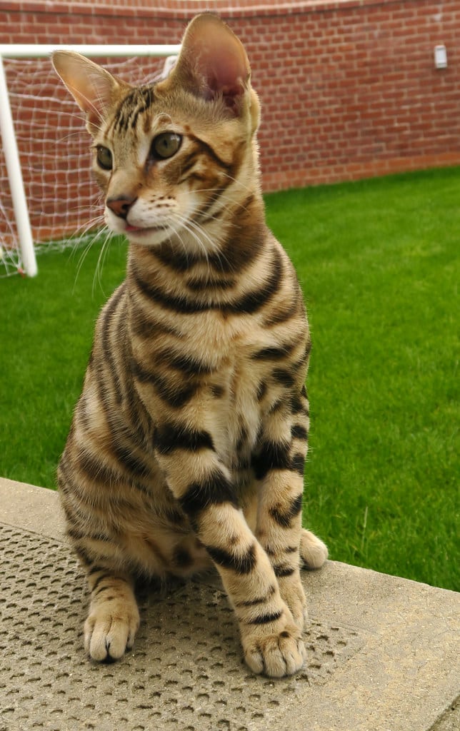 Toyger - Most Expensive Cat Breeds