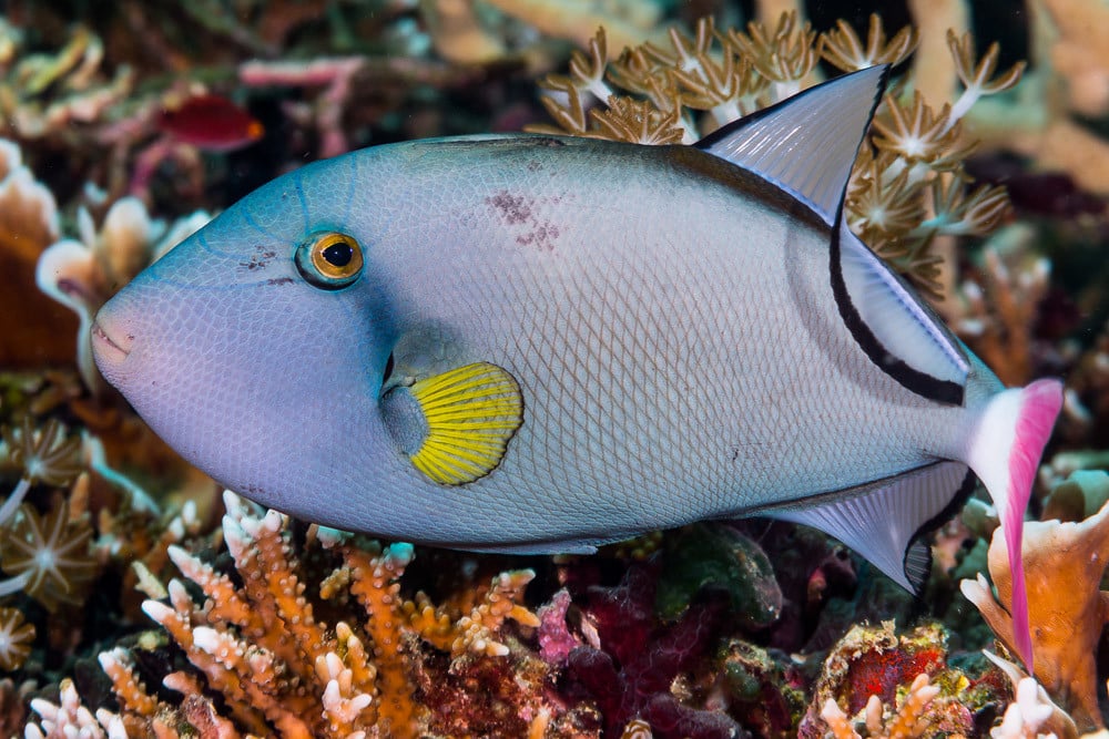 Triggerfish