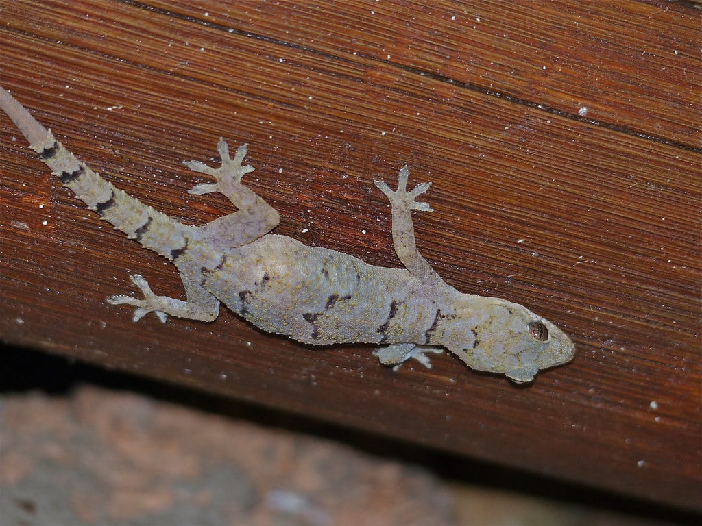 Tropical House Gecko