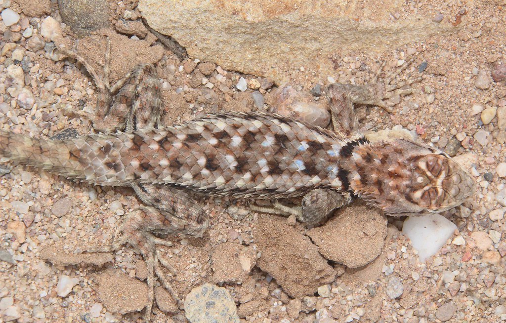 Twin-Spotted Spiny Lizard