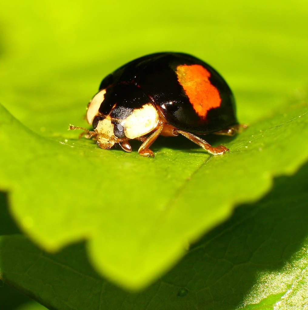 Two-Spot Ladybird