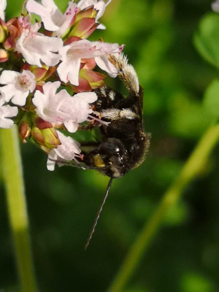 Two-Spotted Longhorn Bee
