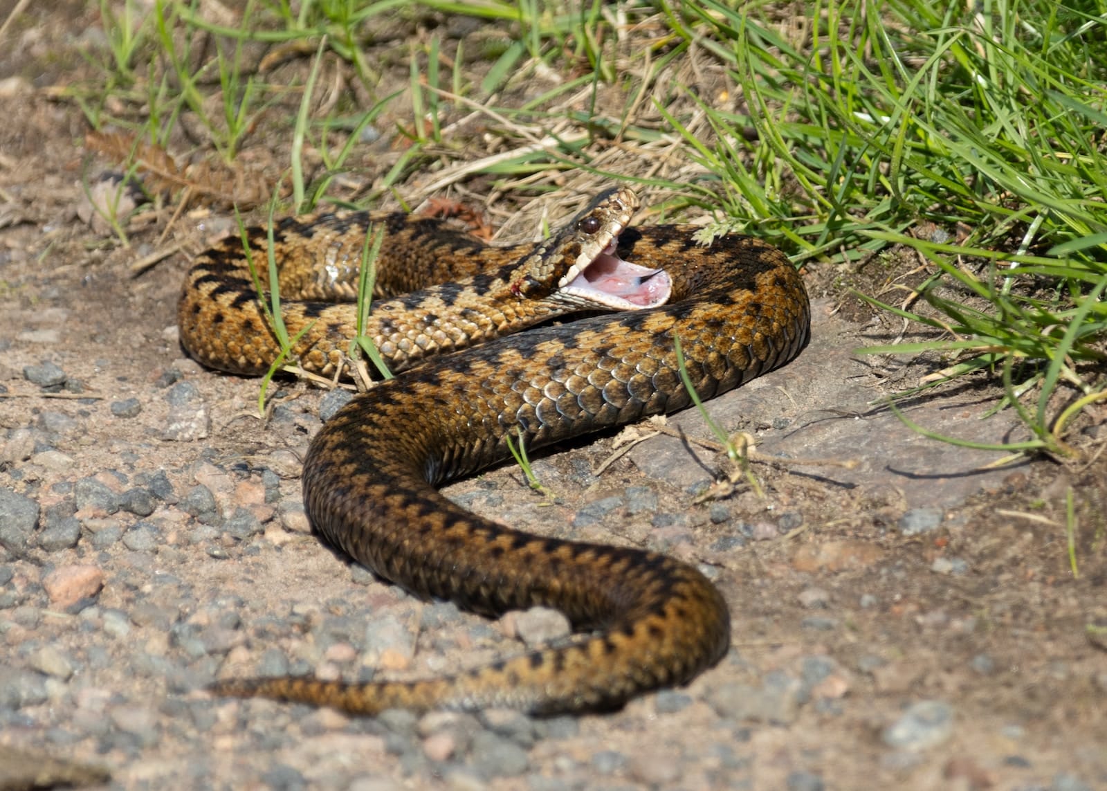 Types of Snakes in Missouri
