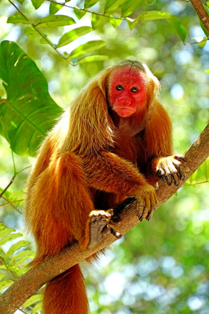 Uakari Monkey