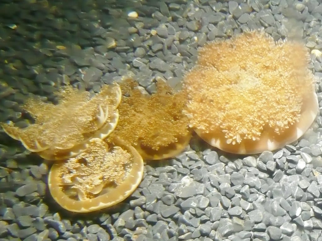 Upside Down Jellyfish