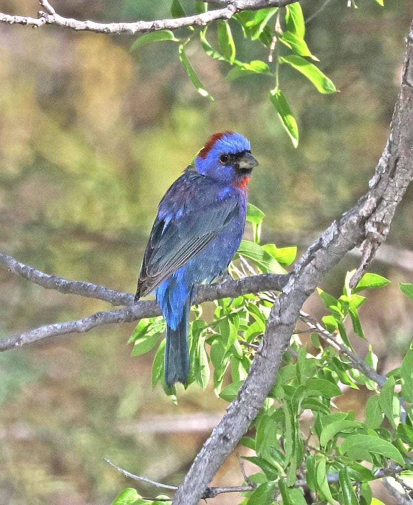 Varied Bunting