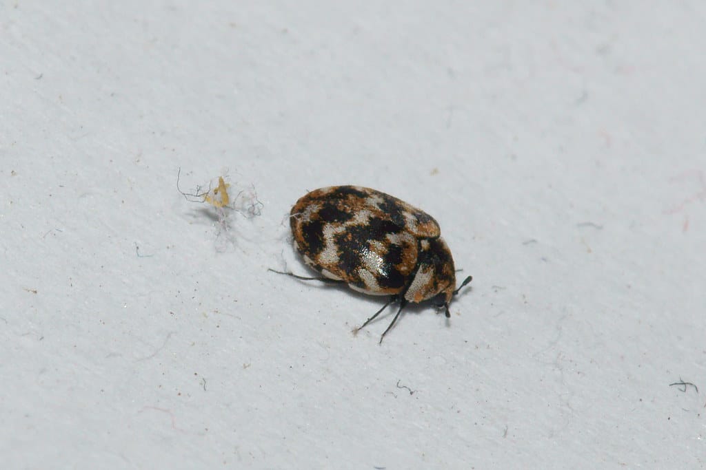 Varied Carpet Beetle