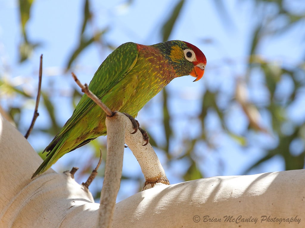 Varied Lorikeets