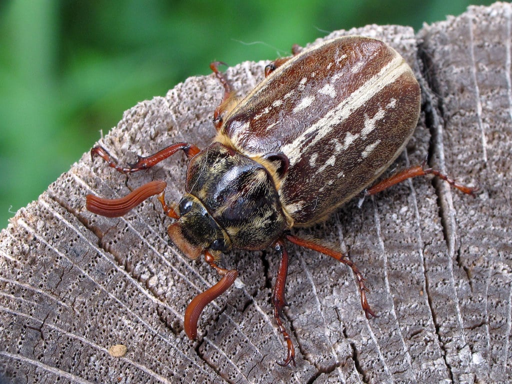 Variegated June Beetle