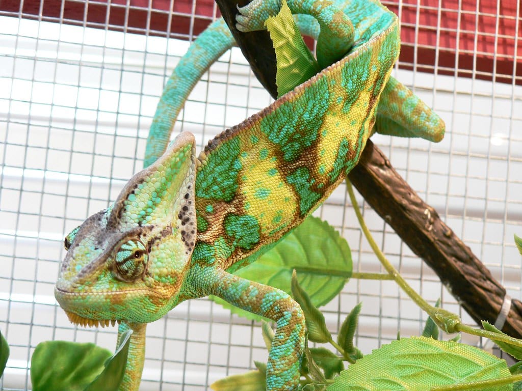 Veiled Chameleon