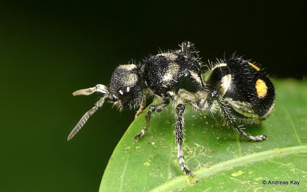 Velvet Ant