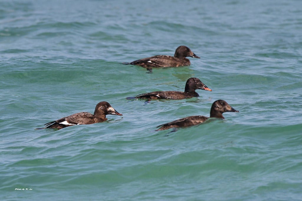 Velvet Scoter