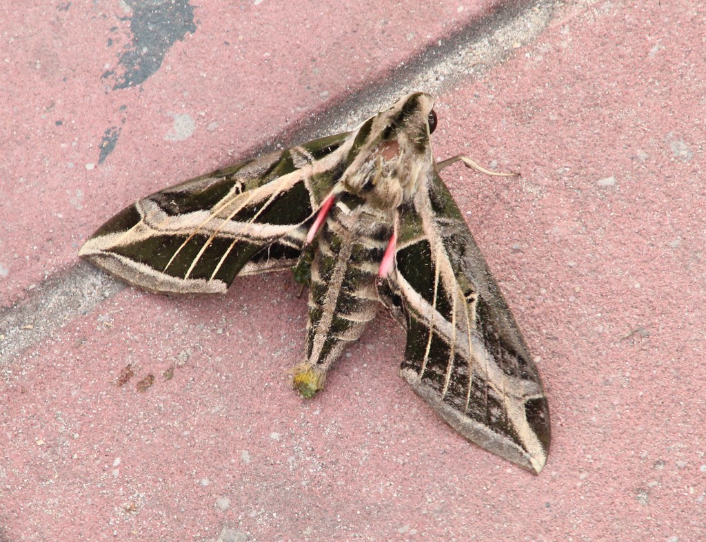 Vine Sphinx Moth