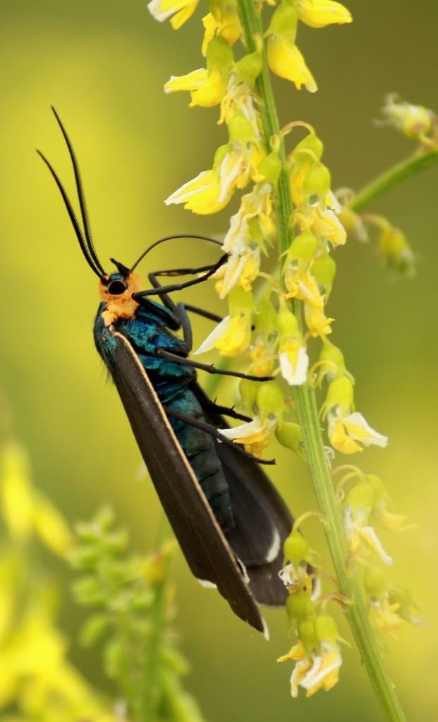 Virginia Ctenucha Moth