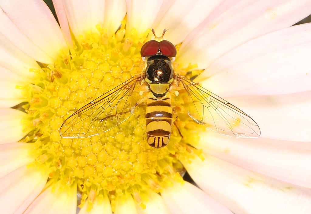 Virginia Flower Fly - Types of Flies in Wisconsin