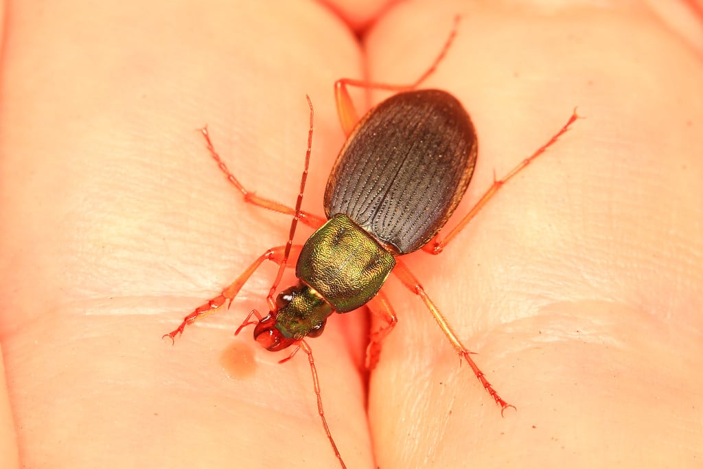 Vivid Metallic Ground Beetle