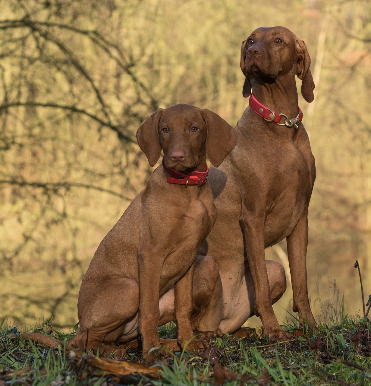 Vizsla - Short haired Dog Breeds