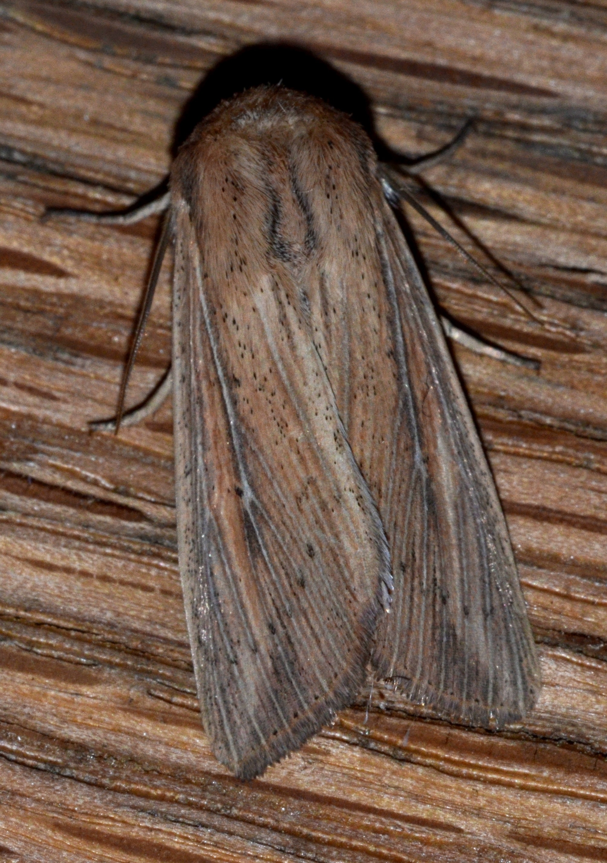 Wainscot Moth