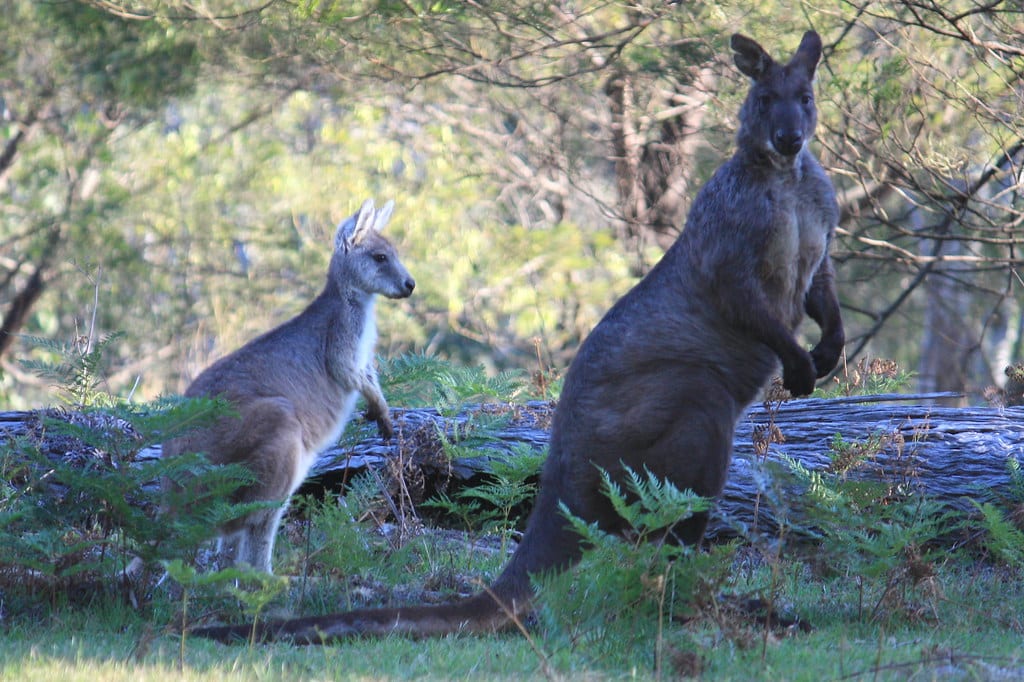 Wallaroos
