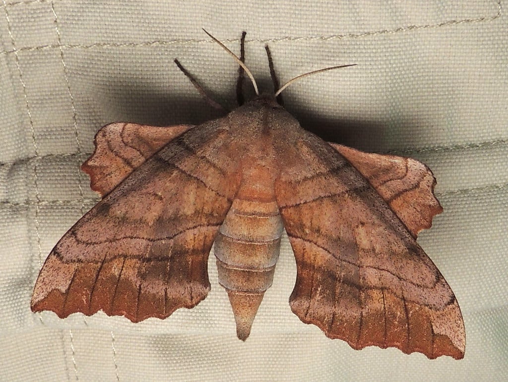Walnut Sphinx Moth