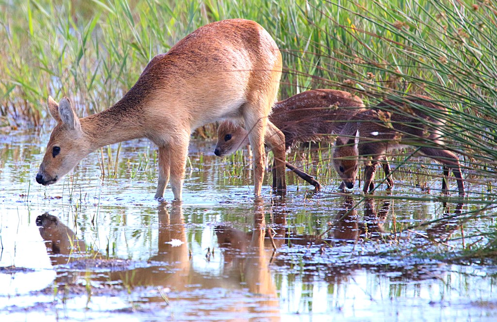 Water Deer