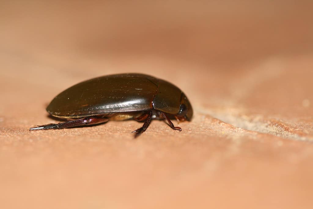 Water Scavenger Beetle