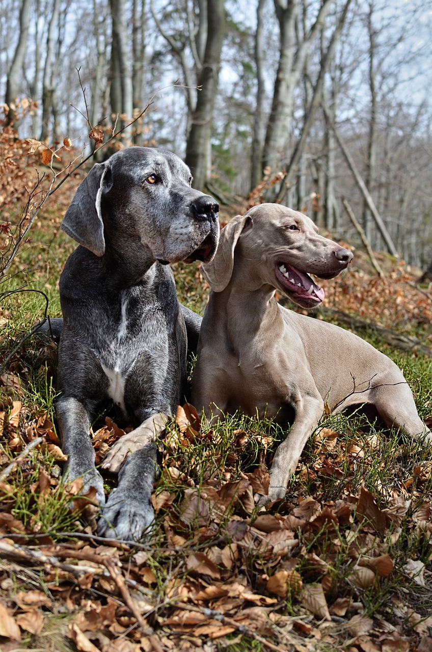 Weimaraner - German Dog Breeds