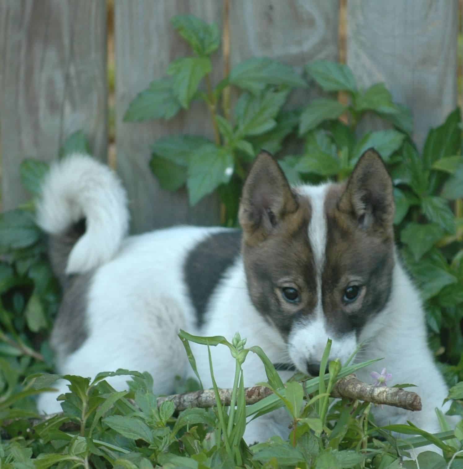 West Siberian Laika - Russian Dog Breeds