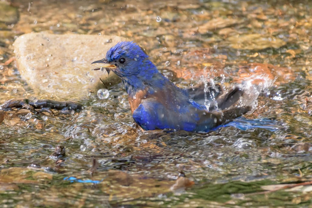 Western Bluebird