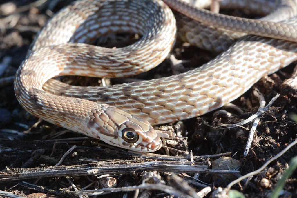 Western Coachwhip