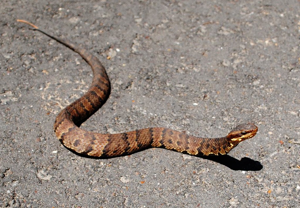 Western Cottonmouth/Water Moccasin - Types of Snakes in Texas