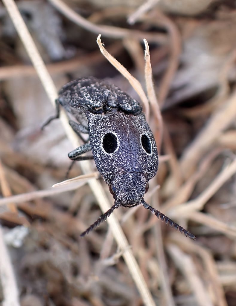 Western Eyed Click Beetle