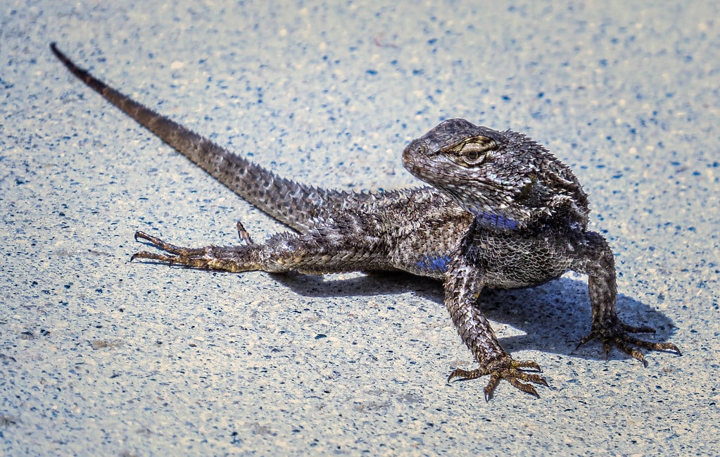 Western Fence Lizard