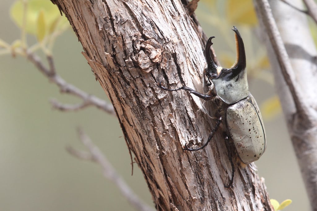 Western Hercules Beetle