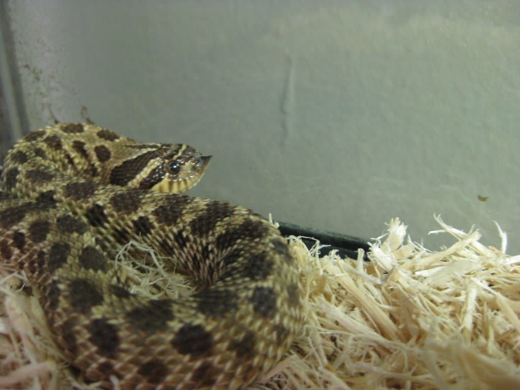 Western Hognose Snake