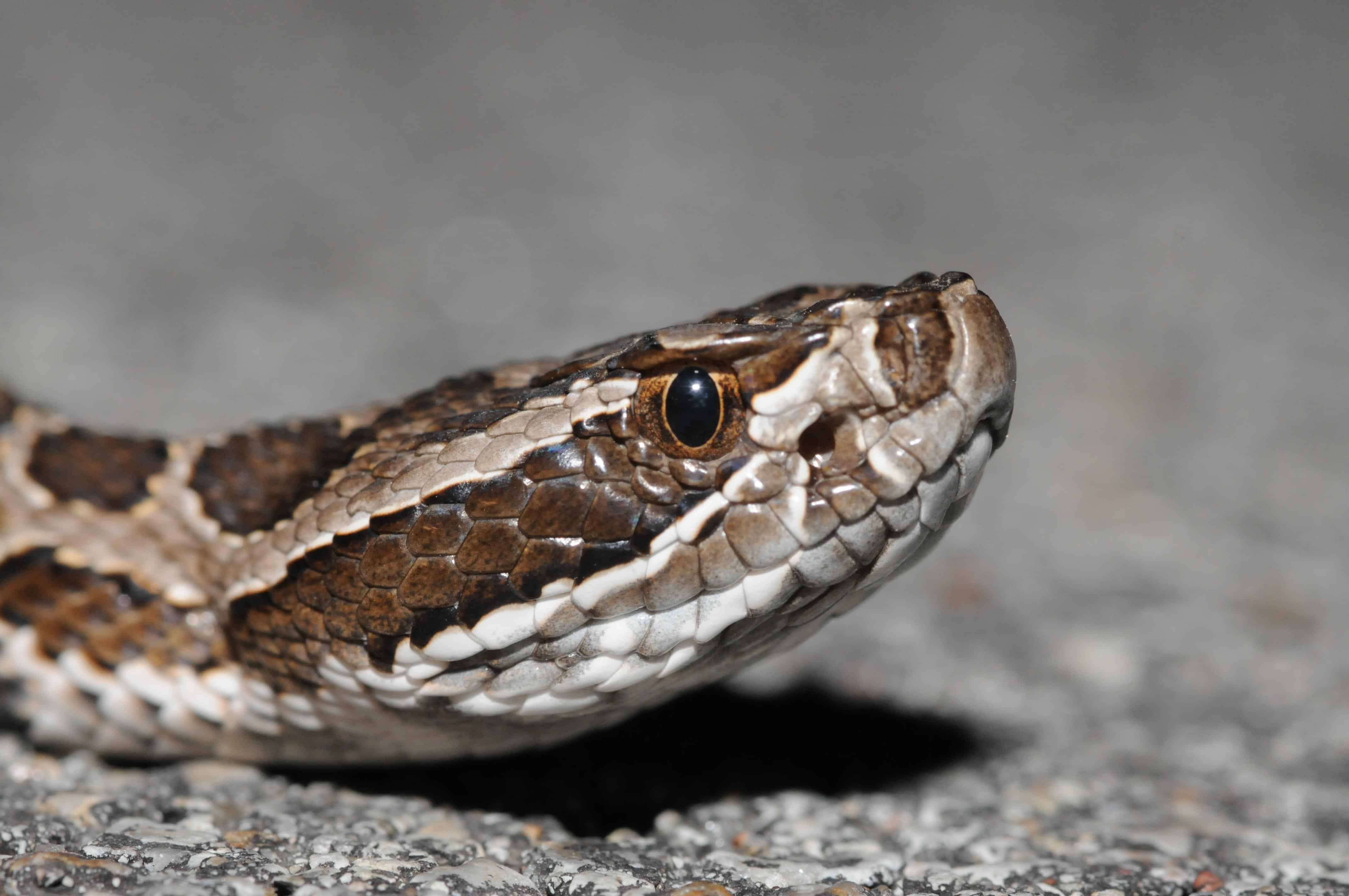 Western Massasauga Rattlesnake
