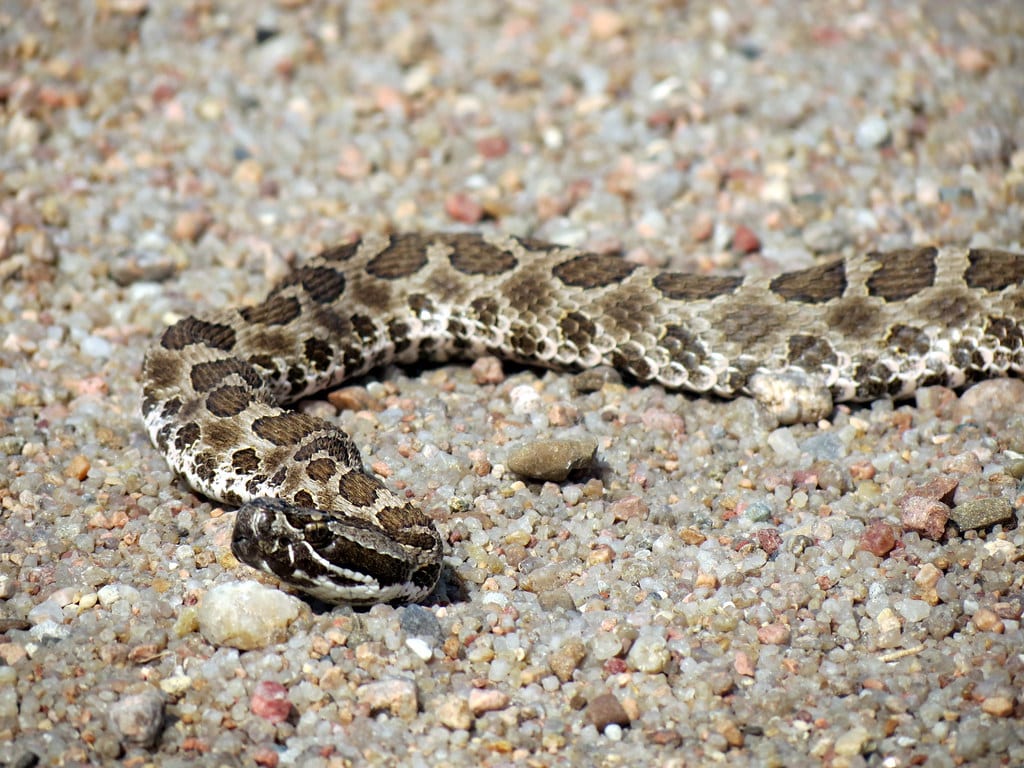 Western Massasauga